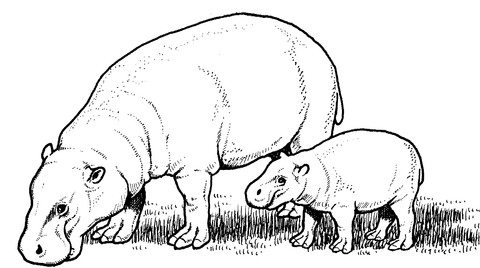 Pygmy Hippopotamus Mother With Baby Coloring Page